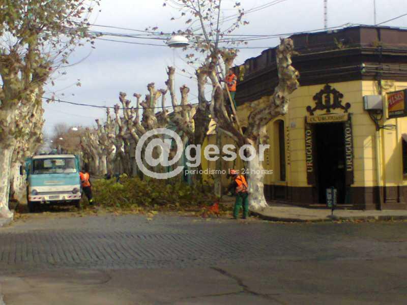 Se contemplan aspectos, como prevenir o evitar que se afecten los cables de distribución eléctrica y provoquen sombras para el alumbrado.